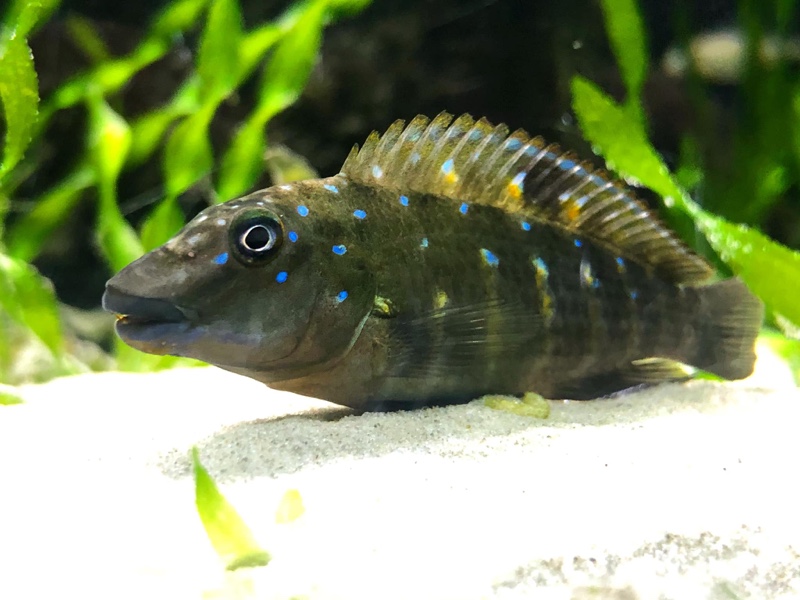 Spathodus cf. erythrodon 'Ikola'